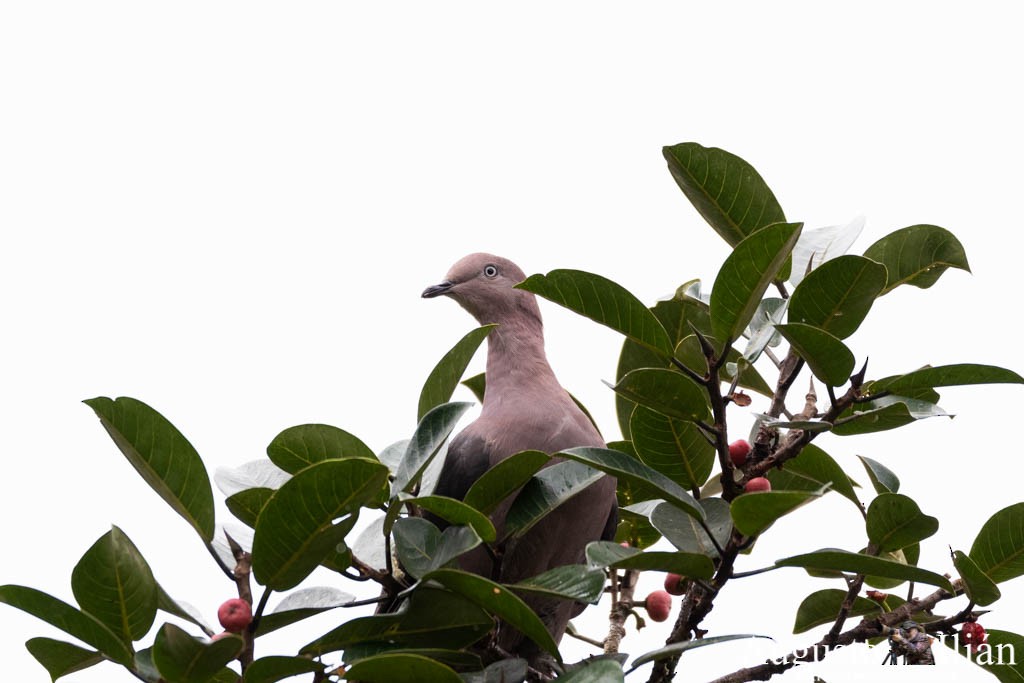 Plumbeous Pigeon - Augusto Ilian