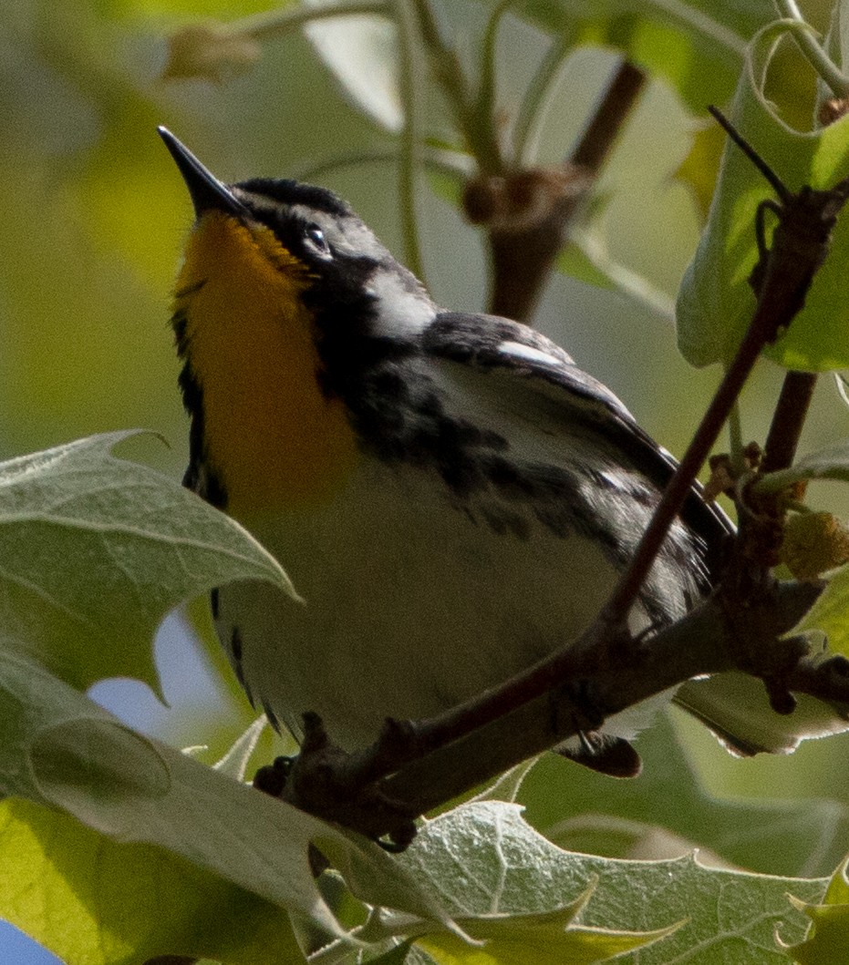 Yellow-throated Vireo - ML152382711