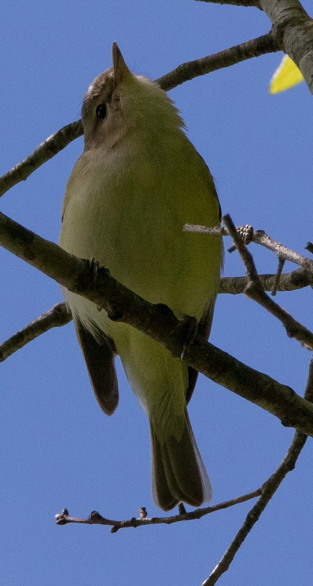 Warbling Vireo - ML152382771