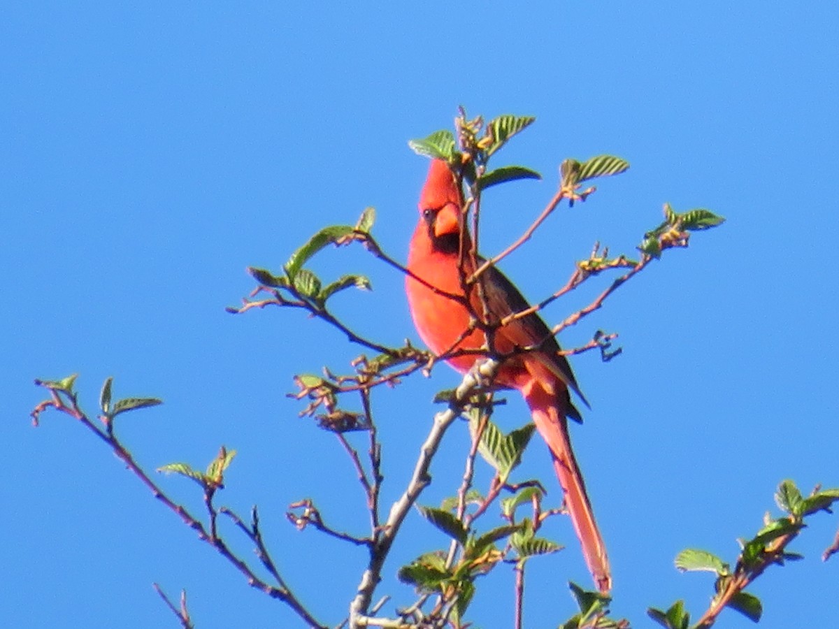 Northern Cardinal - Ken Dayer