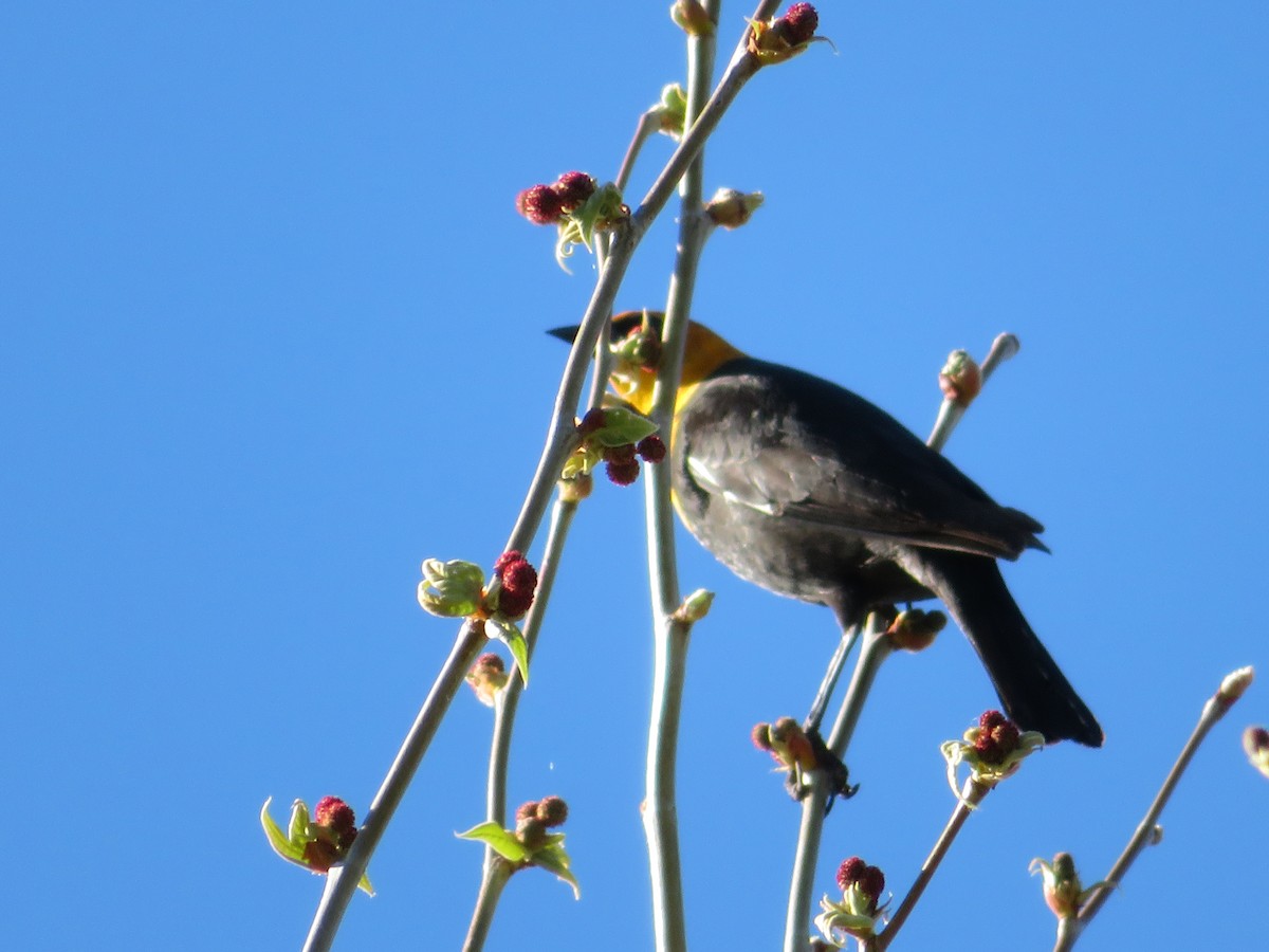 Yellow-headed Blackbird - ML152382931