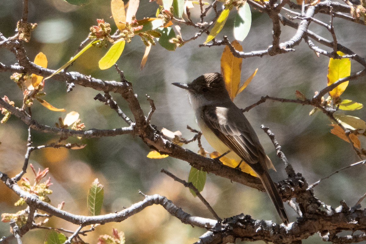 Dusky-capped Flycatcher - ML152383361