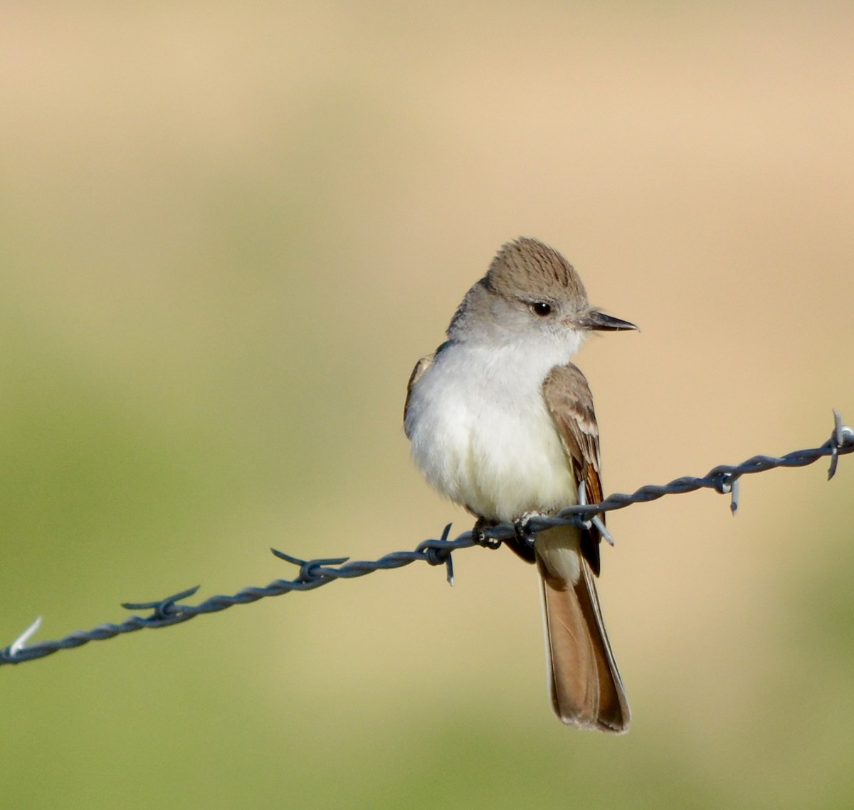 Ash-throated Flycatcher - ML152383741