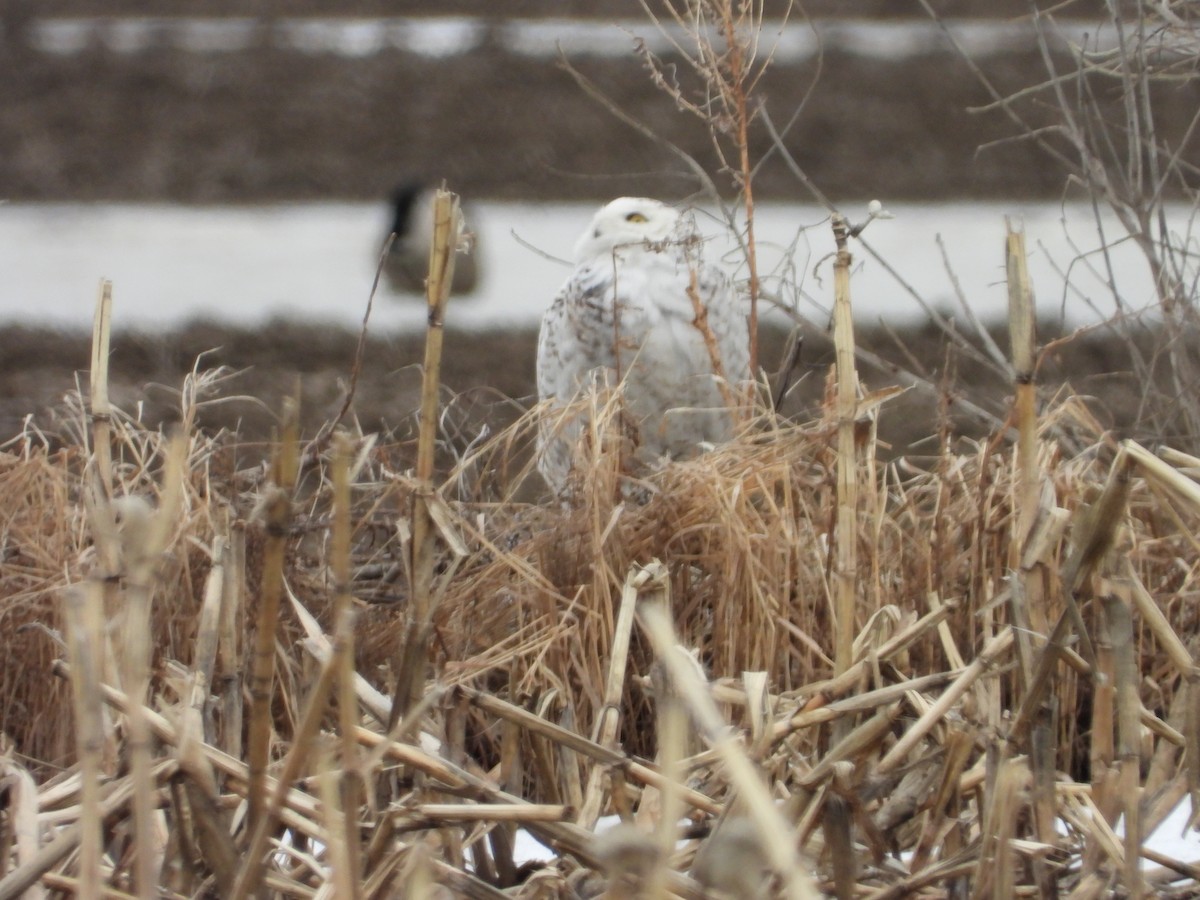 Snowy Owl - Sylvain Proulx