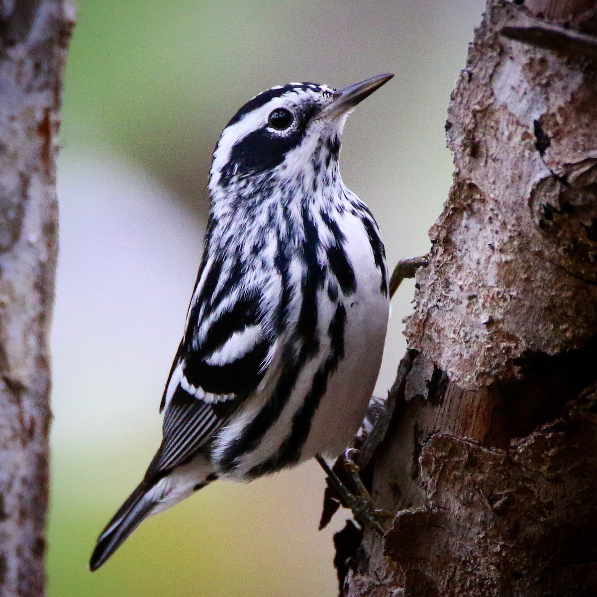 Black-and-white Warbler - Jeff Kietzmann