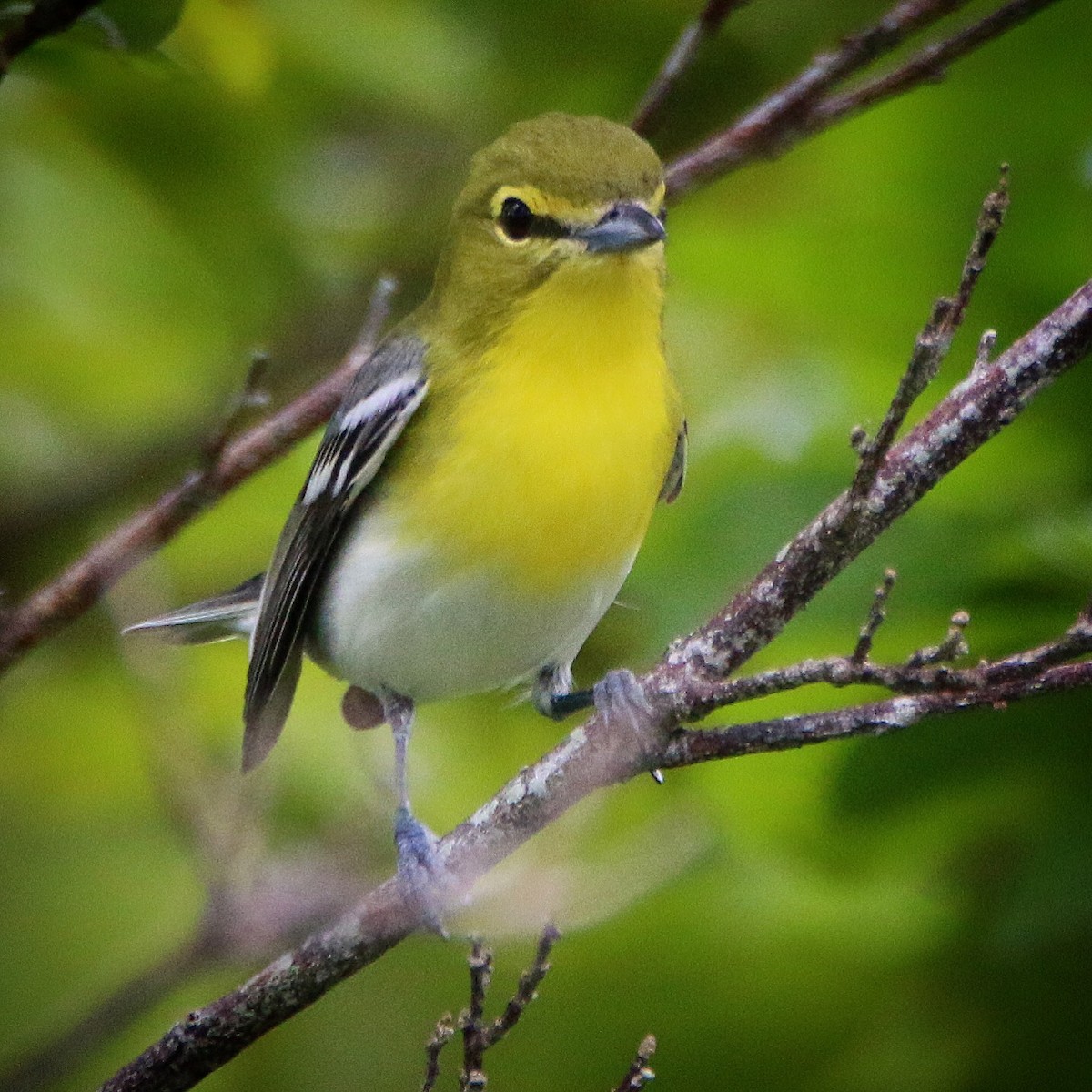 Viréo à gorge jaune - ML152384881