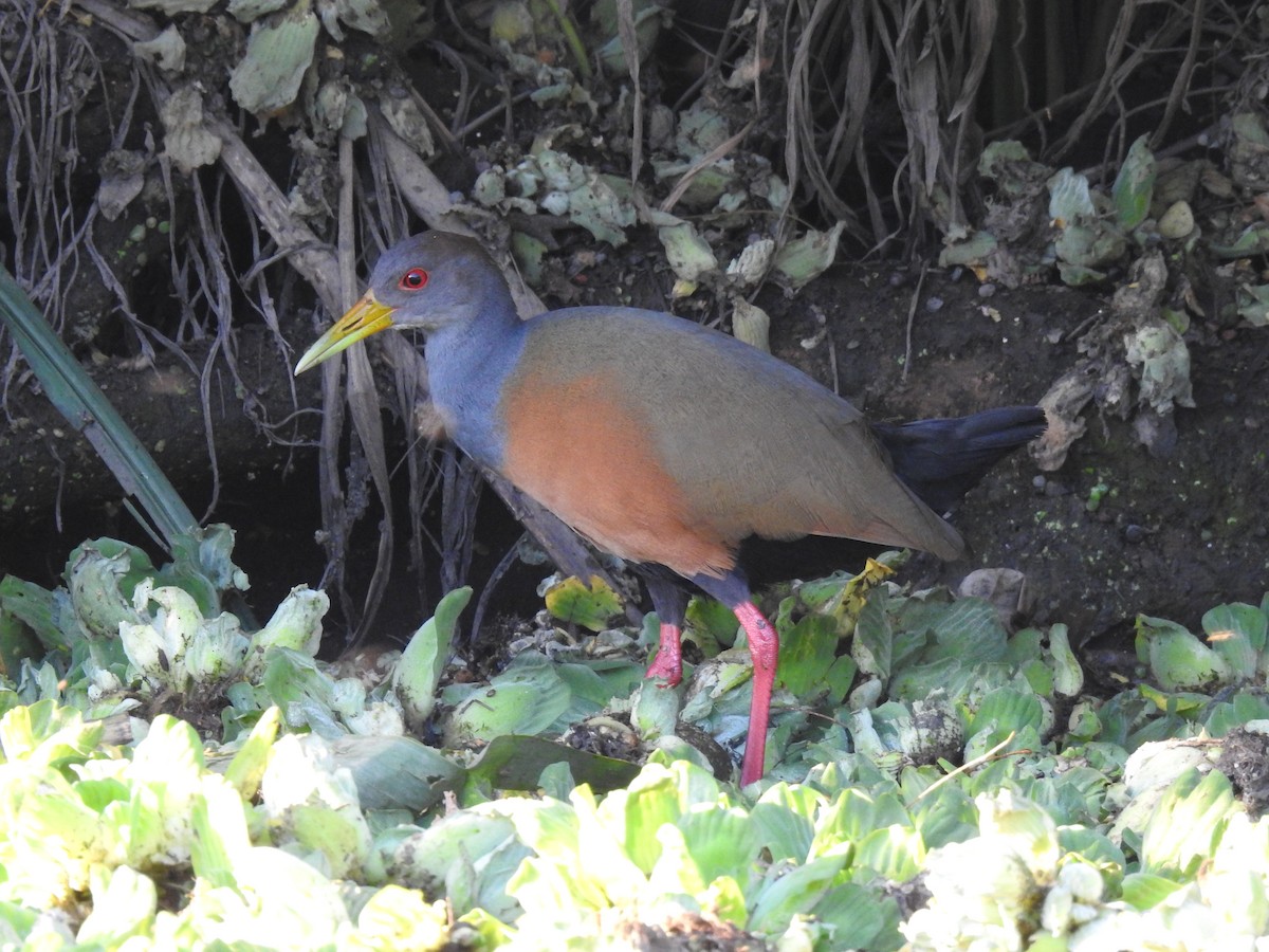 Gray-cowled Wood-Rail - Yuren Cao