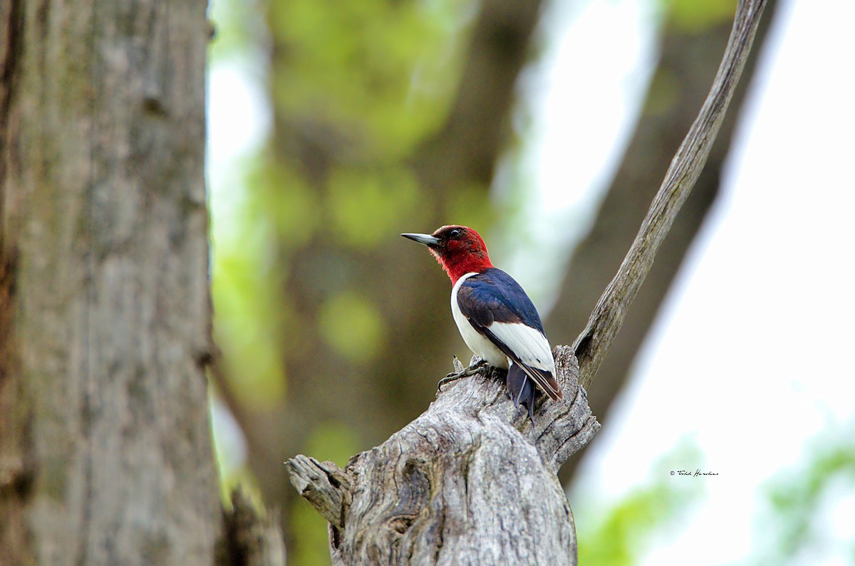 Red-headed Woodpecker - Todd Hawkins
