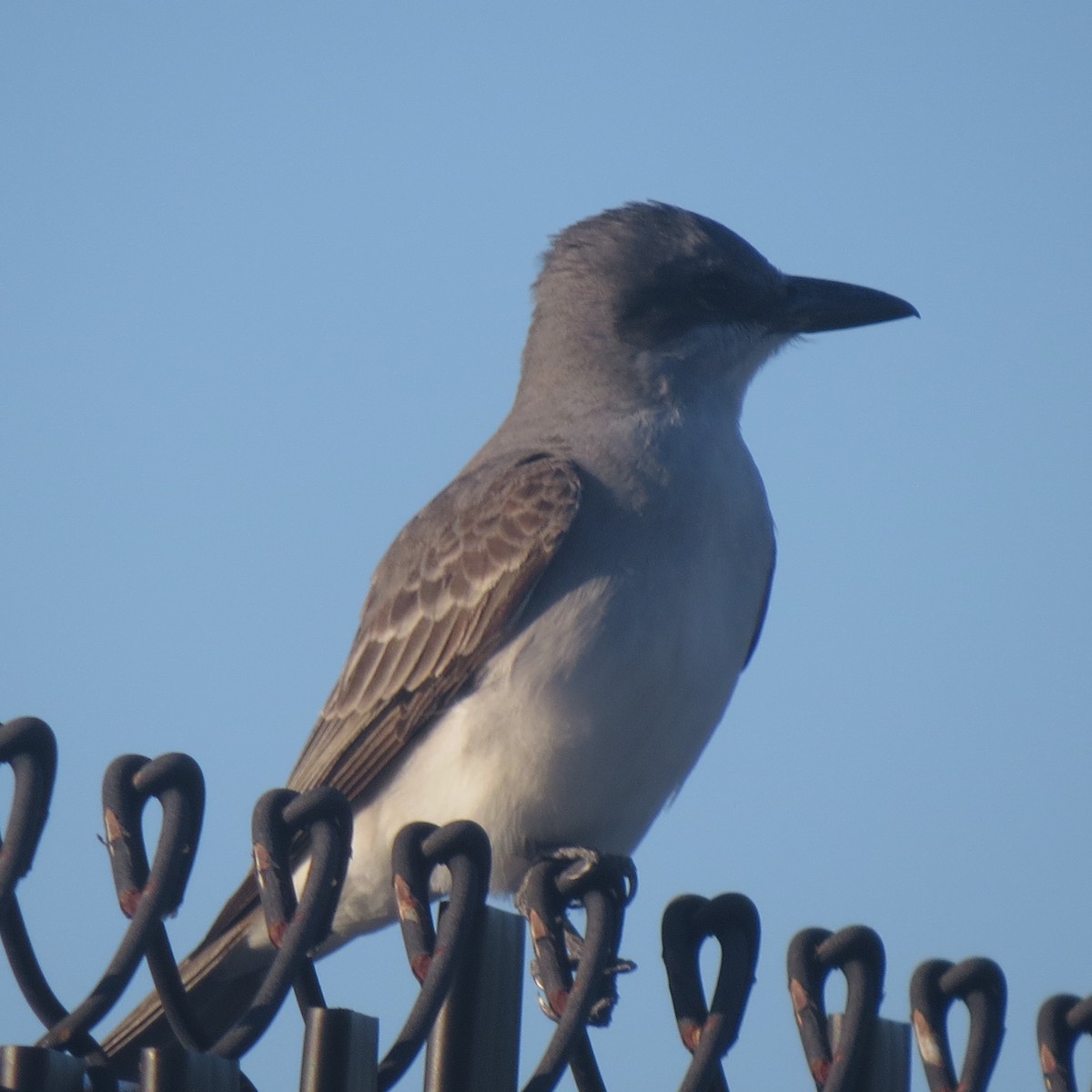 Gray Kingbird - ML152388151