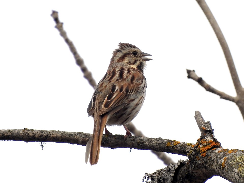 Song Sparrow - ML152388591