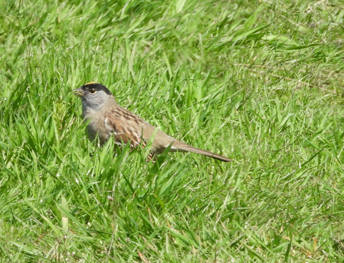 Golden-crowned Sparrow - ML152388841