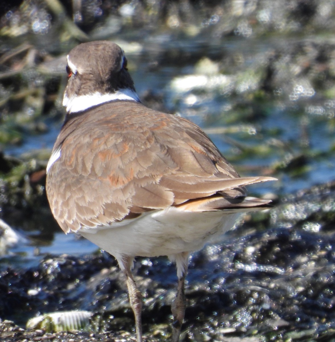 Killdeer - ML152389231