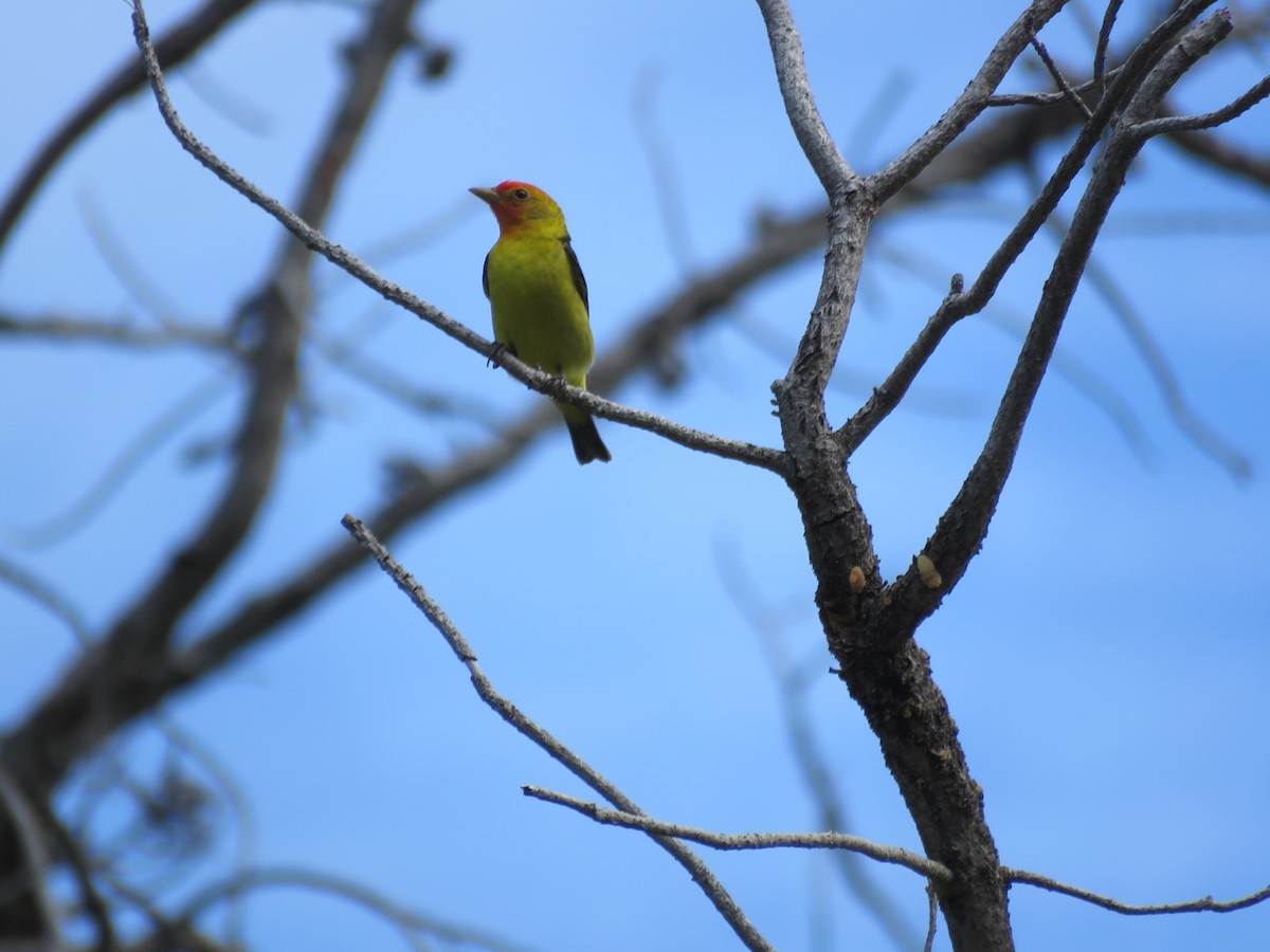 Western Tanager - Erica Rutherford/ John Colbert