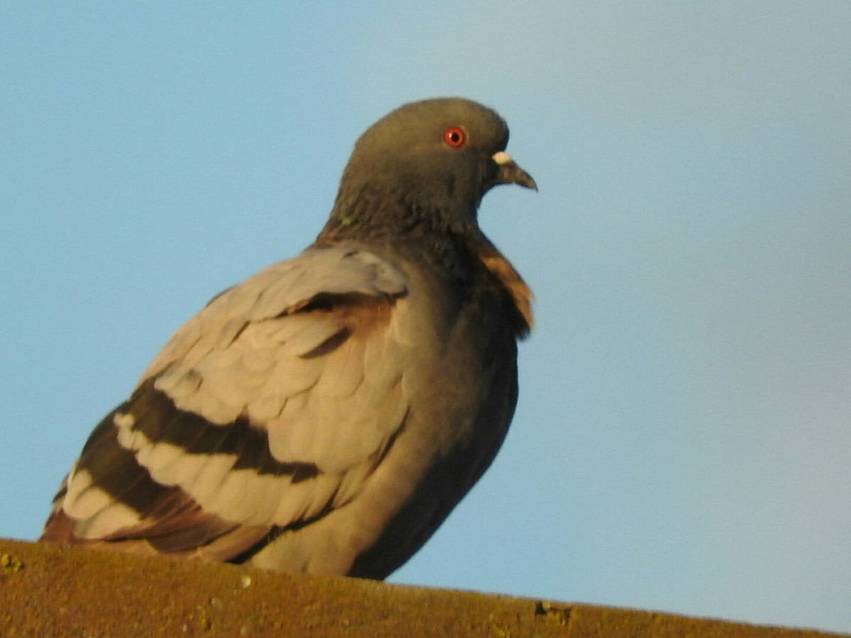 Rock Pigeon (Feral Pigeon) - Enrique Chiurla