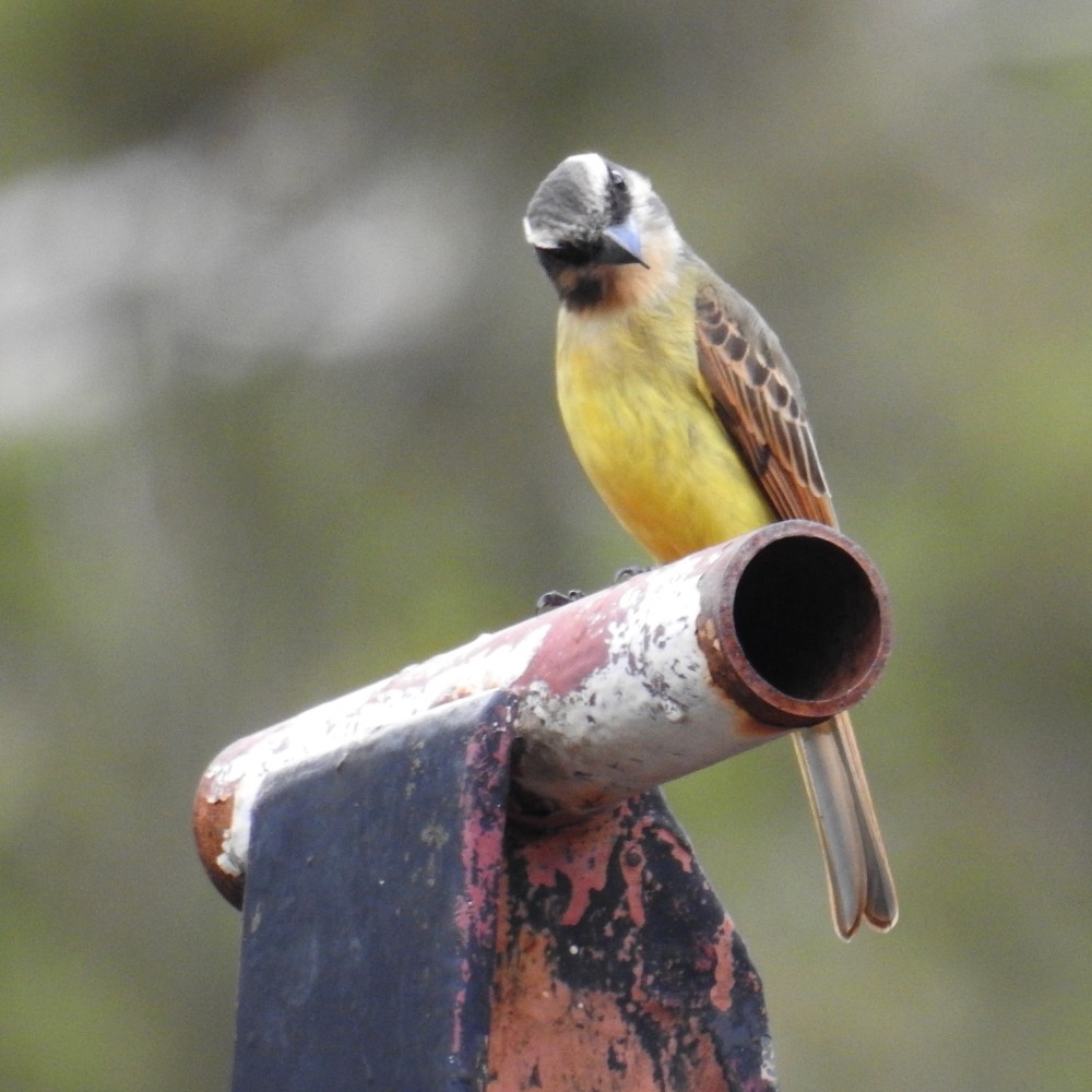 Golden-bellied Flycatcher - Fernando Nunes