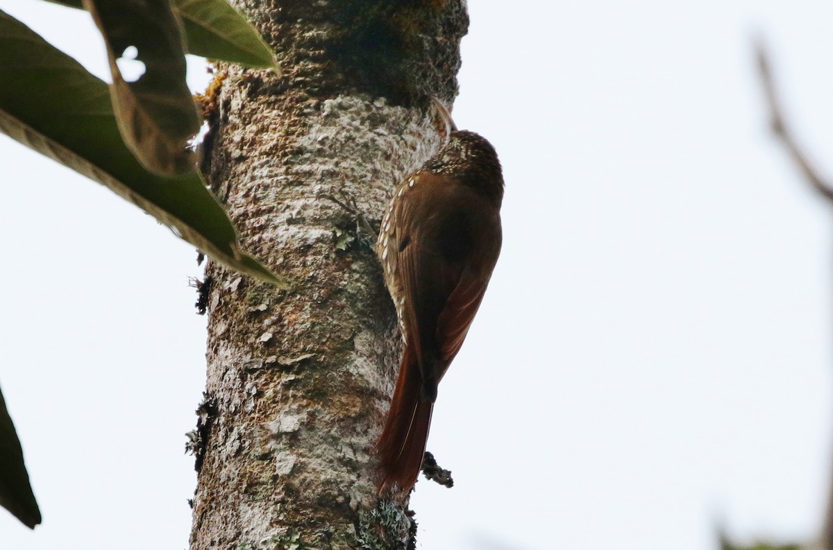 Montane Woodcreeper - ML152391071