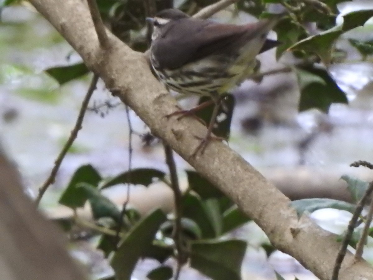 Northern Waterthrush - ML152391661