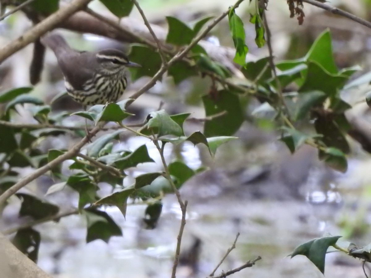 Northern Waterthrush - ML152391671