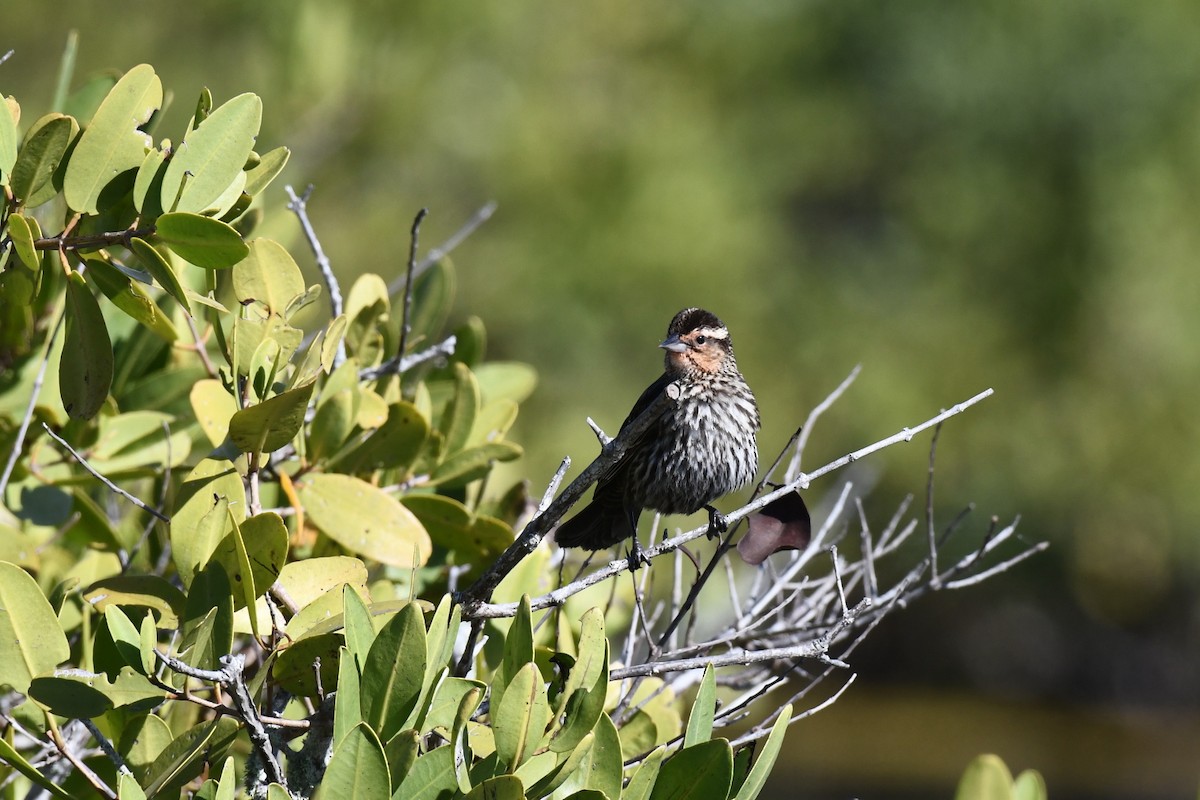 Red-winged Blackbird - ML152391701