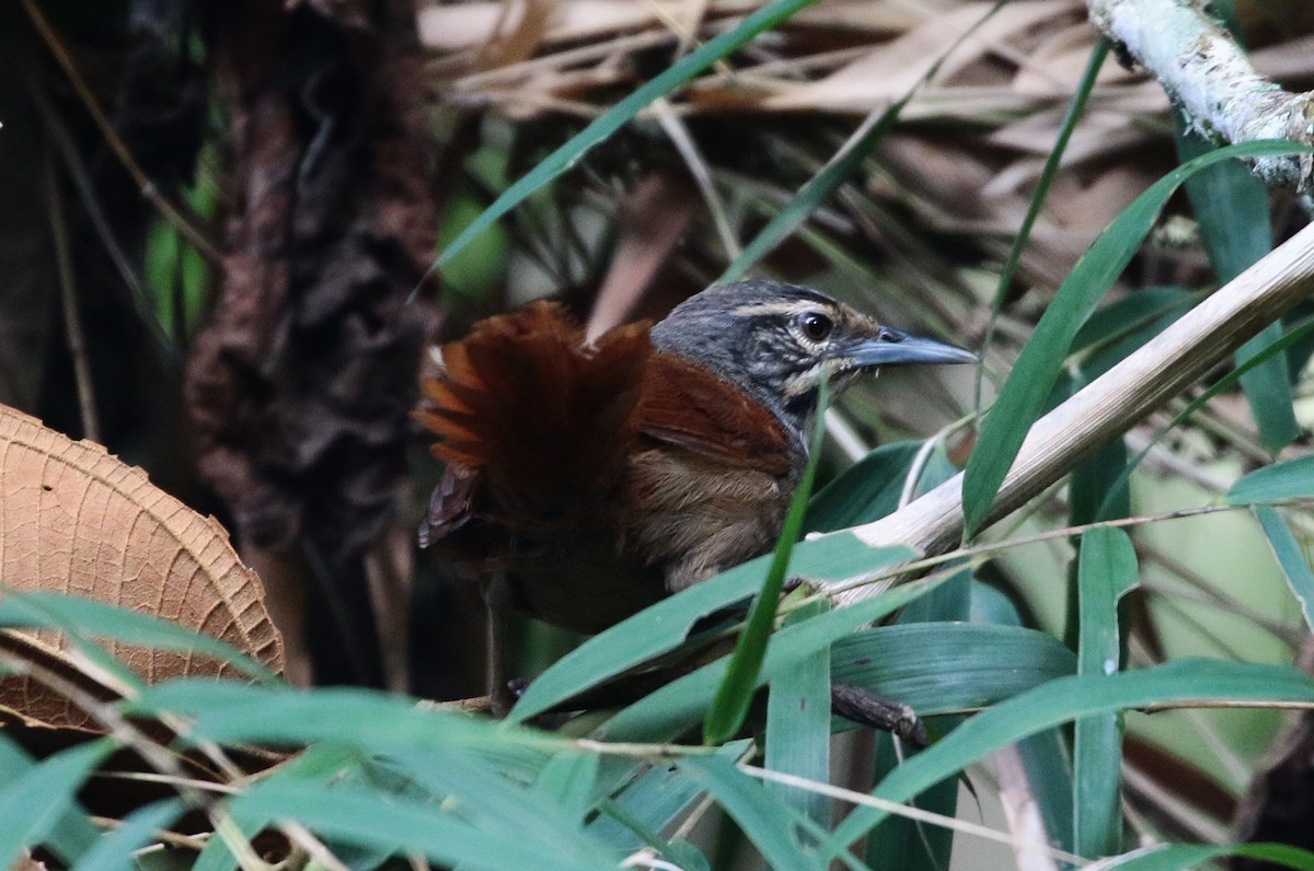 Whiskered Wren - ML152392211