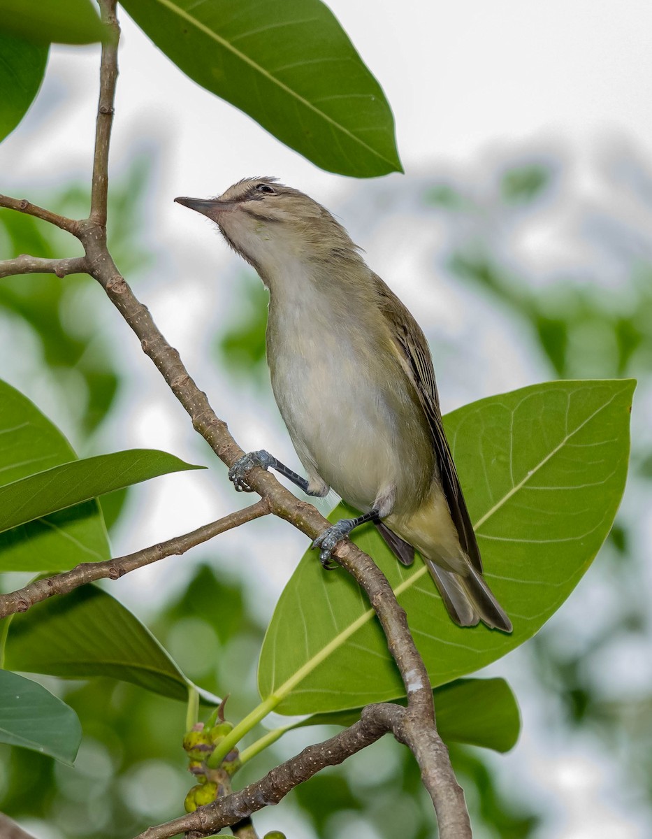 Black-whiskered Vireo - ML152392821