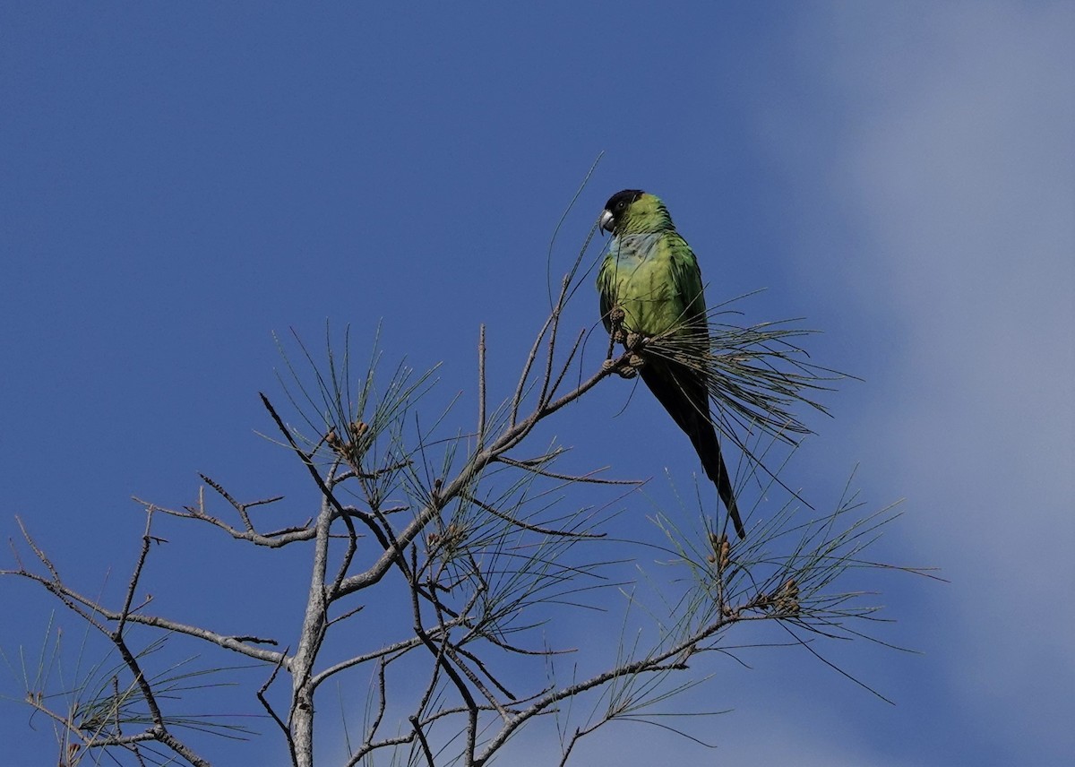 Conure nanday - ML152393781