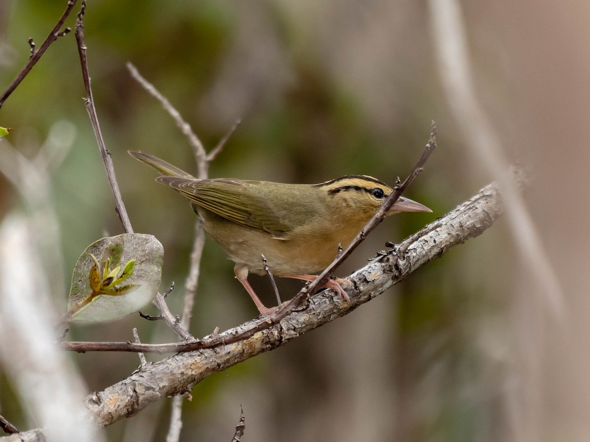 Worm-eating Warbler - ML152393871