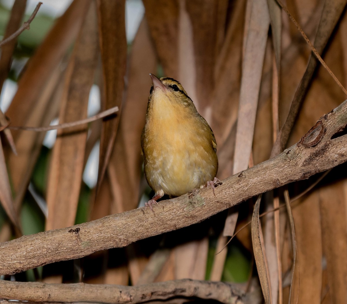 Worm-eating Warbler - ML152393901