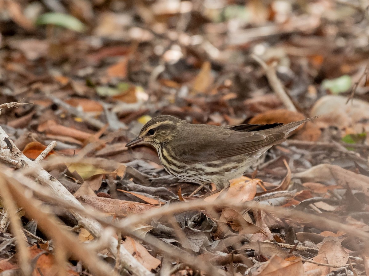 Northern Waterthrush - ML152394121