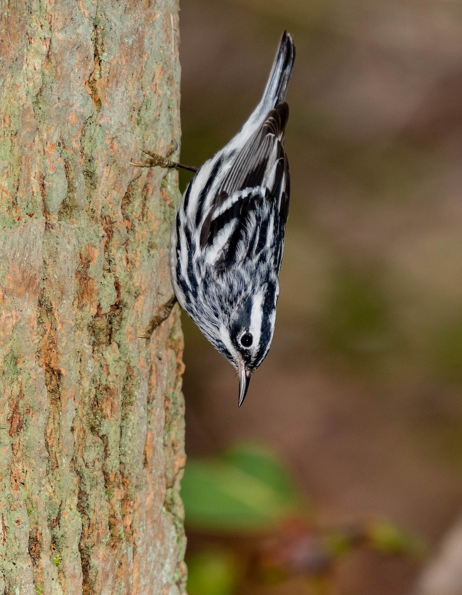 Black-and-white Warbler - ML152394461