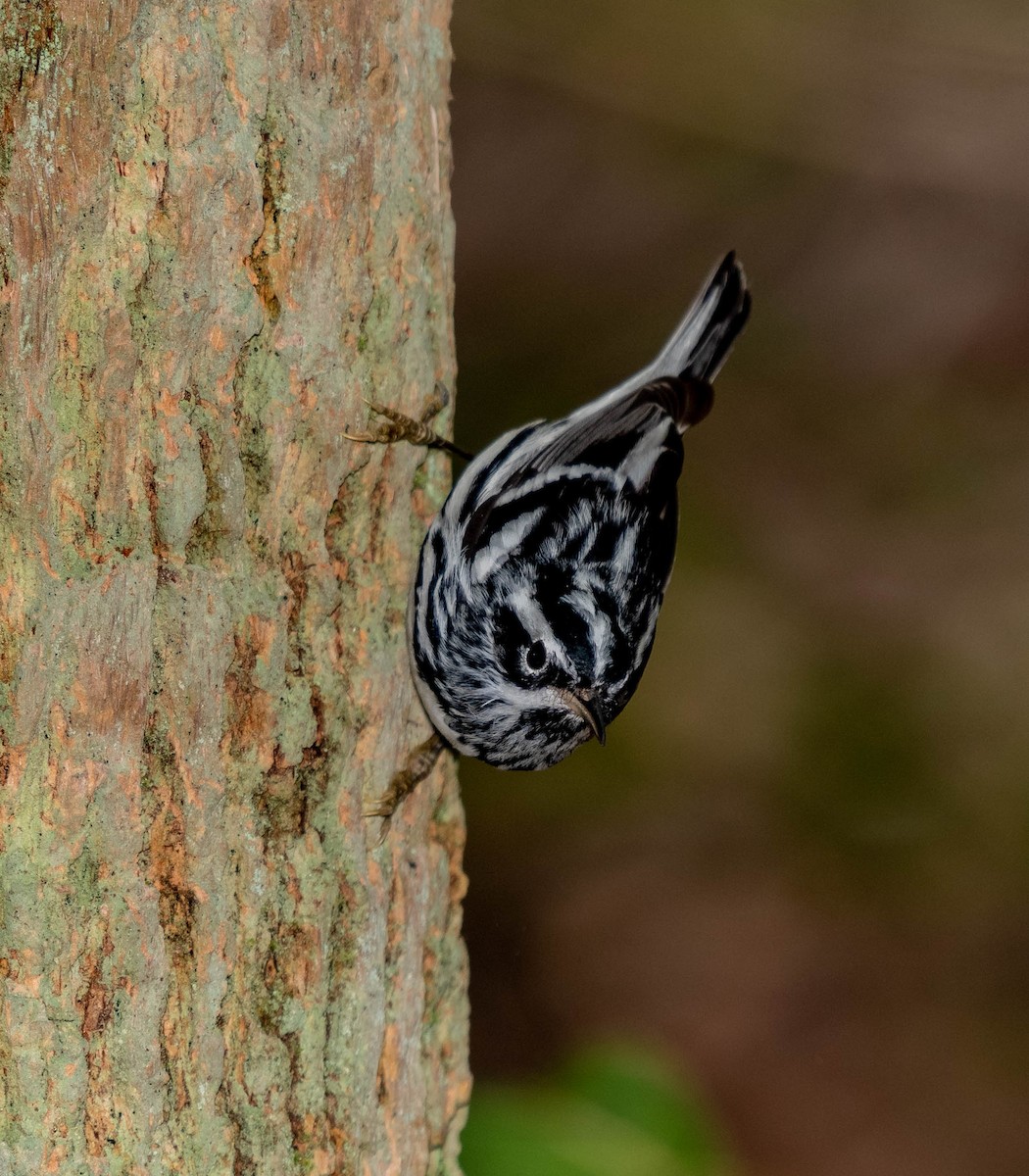 Black-and-white Warbler - ML152394471