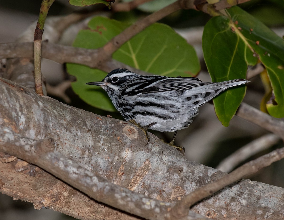 Black-and-white Warbler - ML152394481