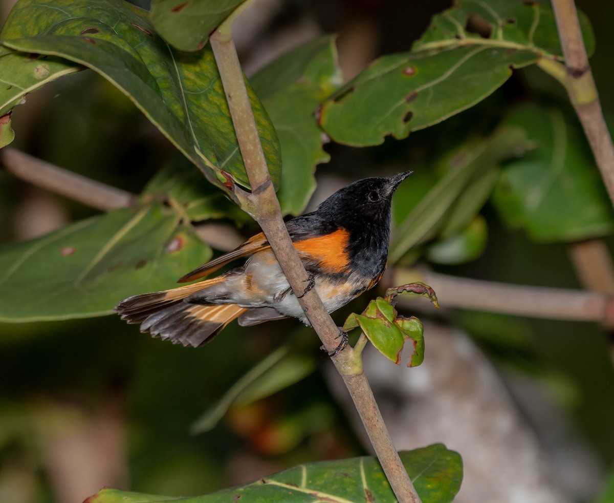 American Redstart - David Hall