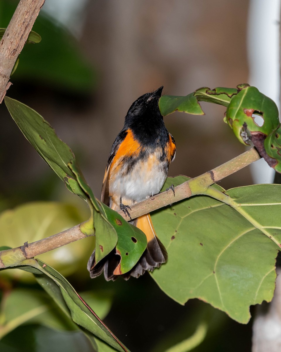 American Redstart - ML152394831