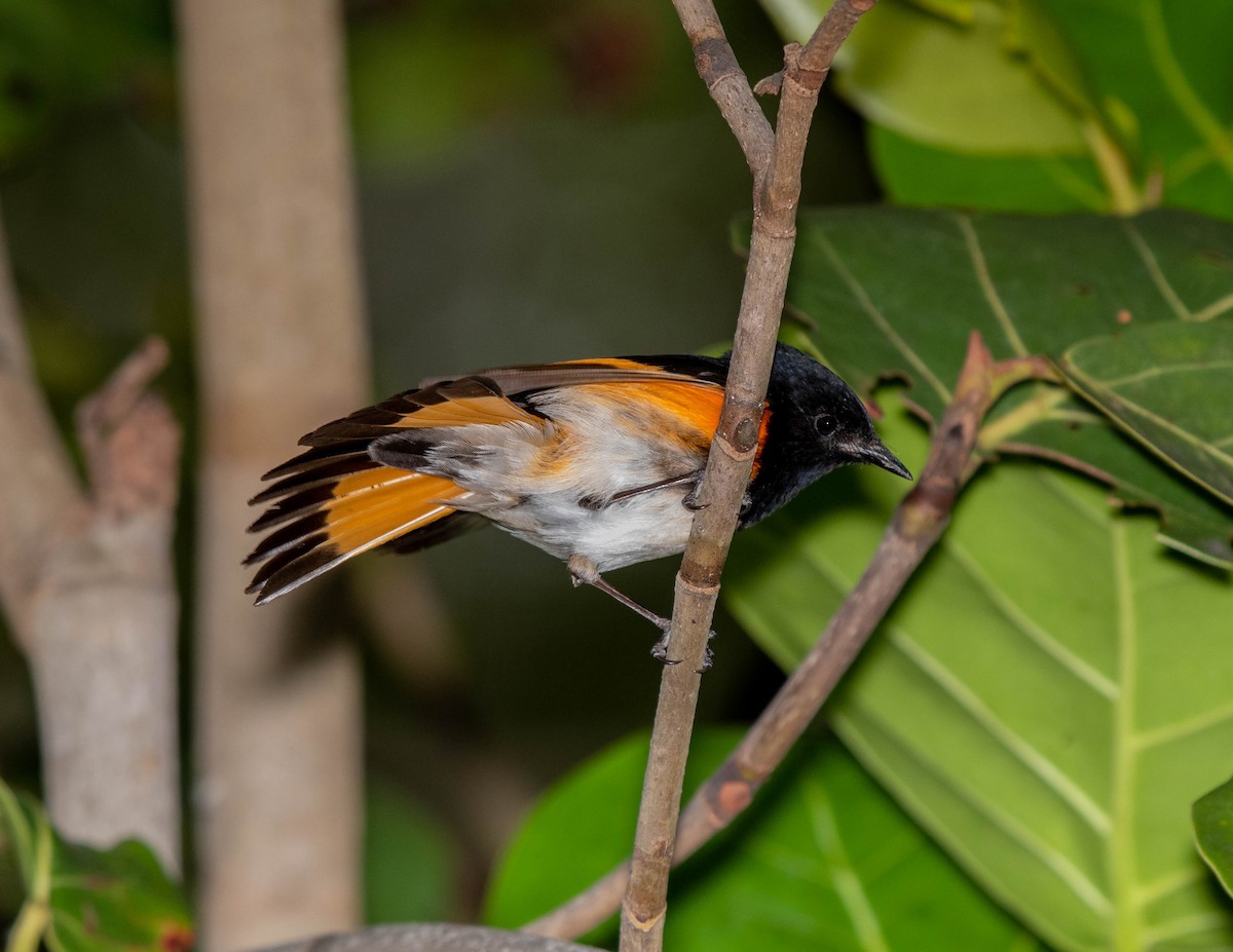 American Redstart - ML152394841