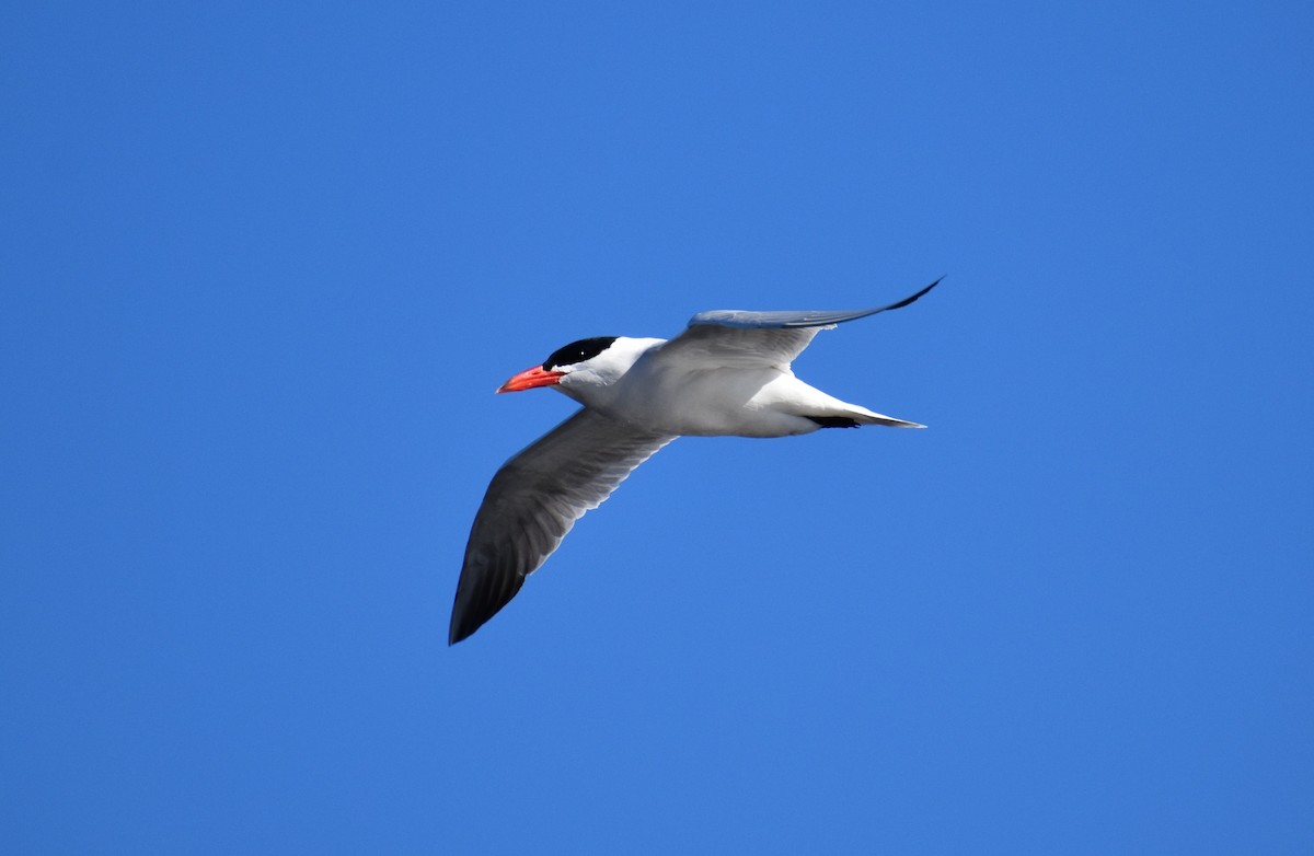 Caspian Tern - ML152394861