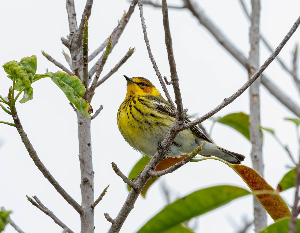 Cape May Warbler - ML152395081