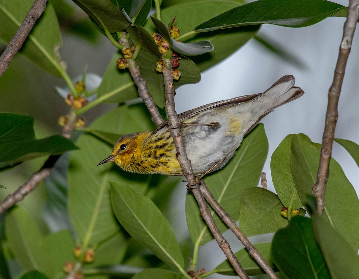 Cape May Warbler - ML152395091