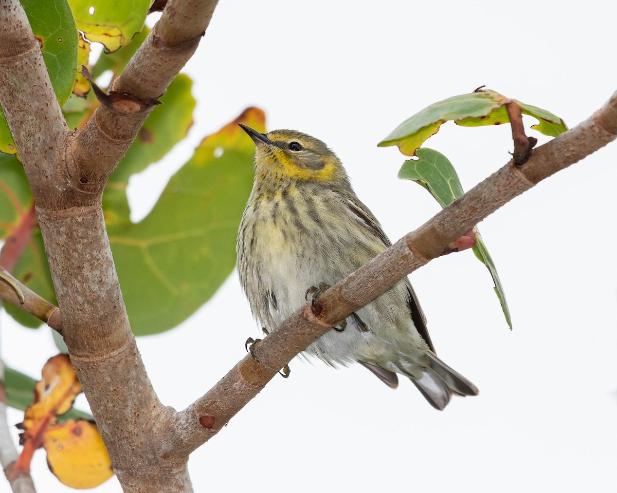 Cape May Warbler - ML152395101