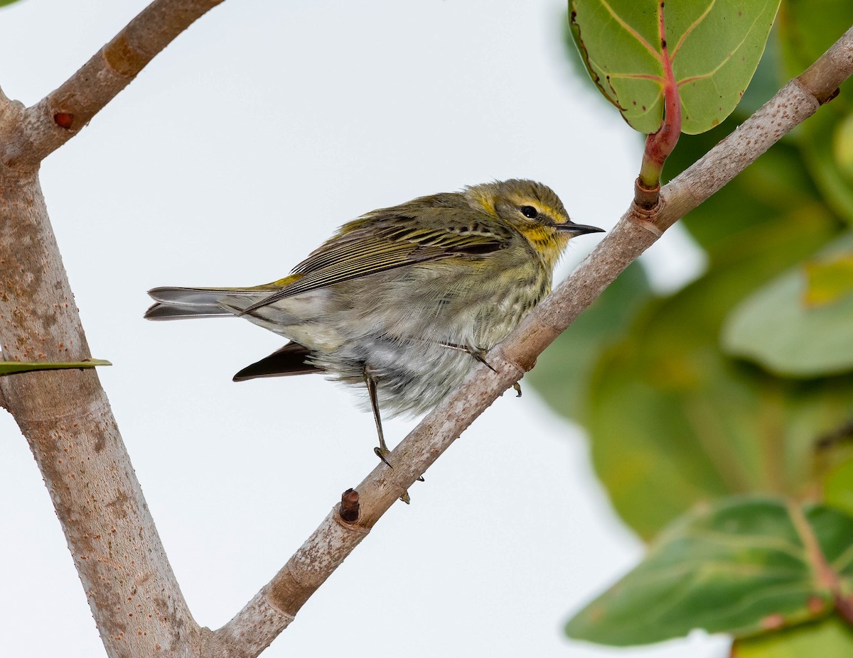 Cape May Warbler - ML152395131
