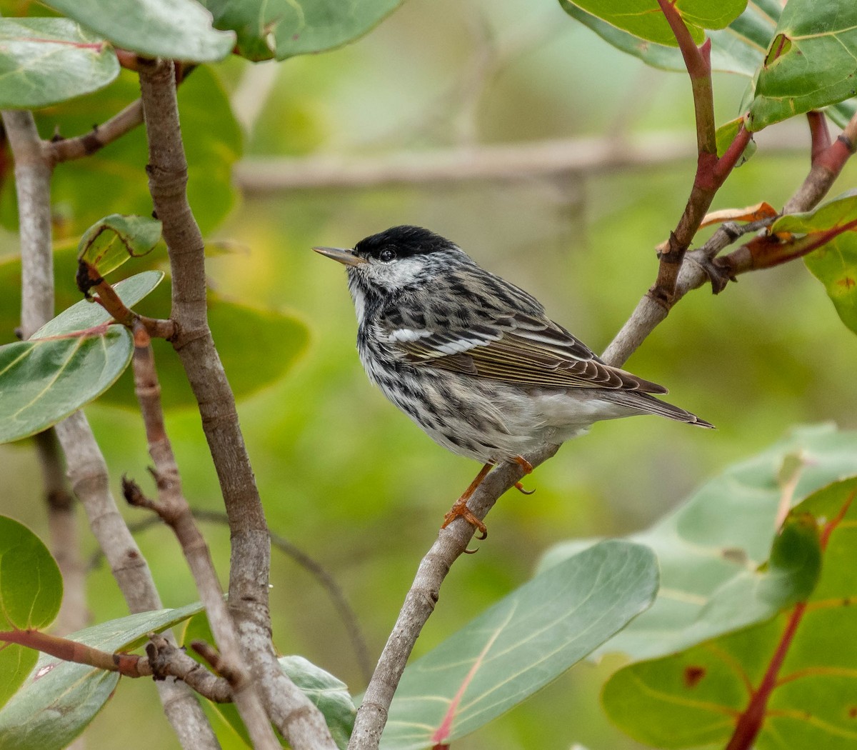 Blackpoll Warbler - ML152395331