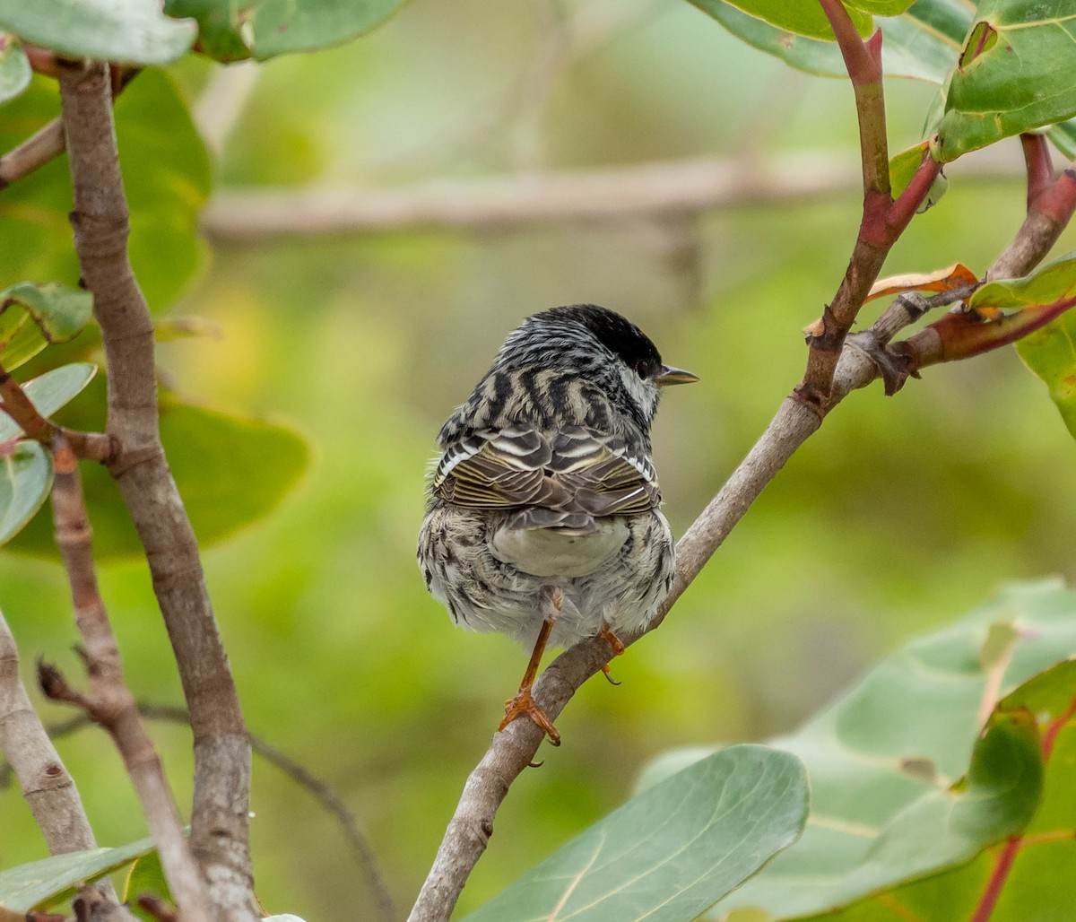 Blackpoll Warbler - ML152395341