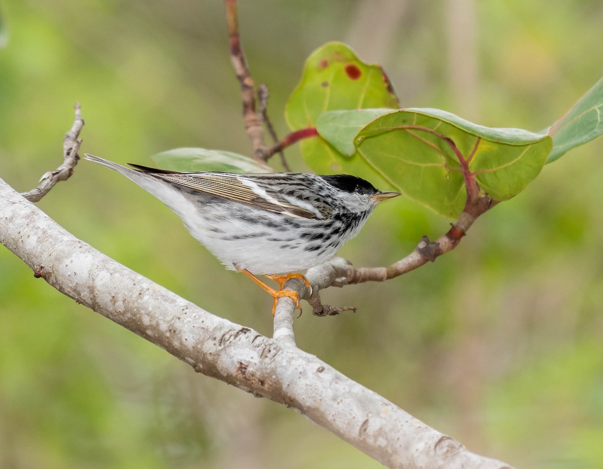 Blackpoll Warbler - ML152395351