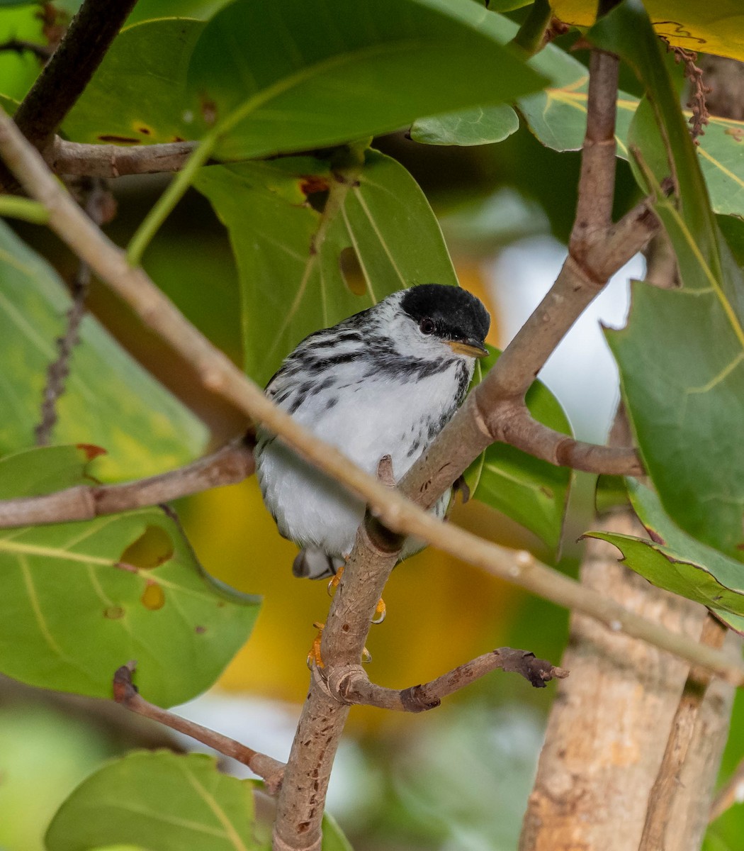 Blackpoll Warbler - ML152396121