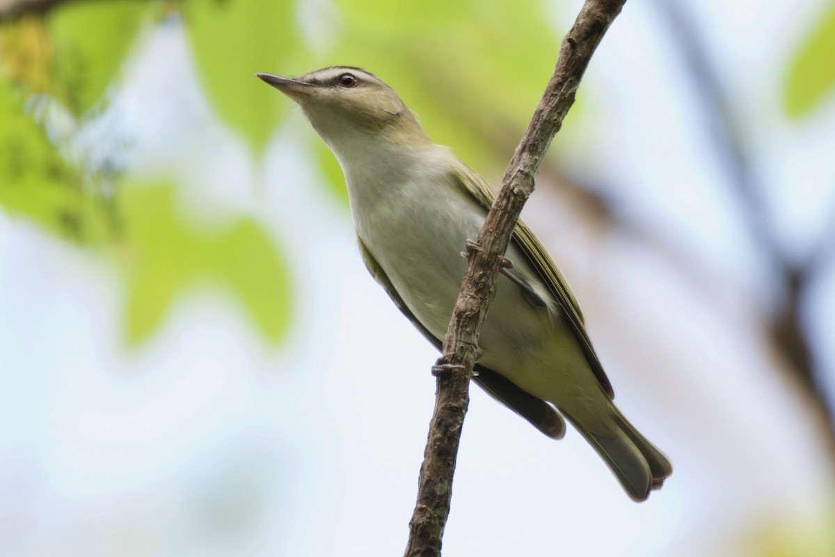 Red-eyed Vireo - ML152396271