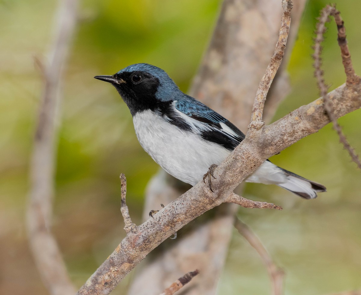 Paruline bleue - ML152396481