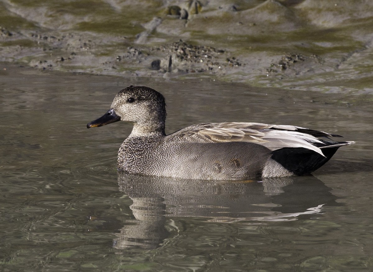 Gadwall - ML152396591