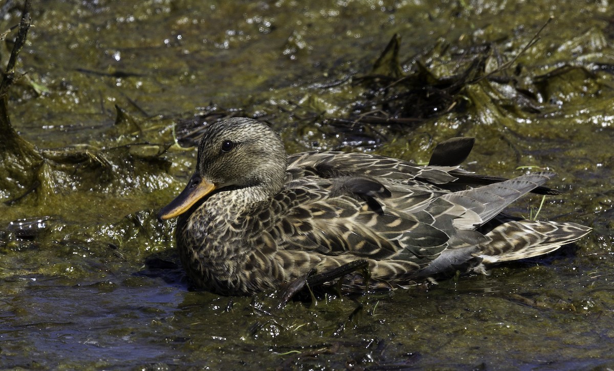 Gadwall - ML152396621