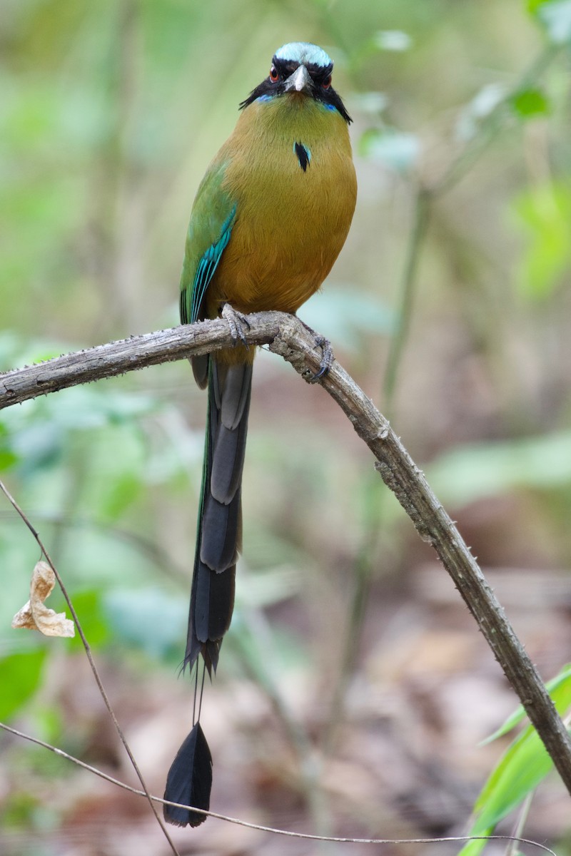 Whooping Motmot - ML152396761