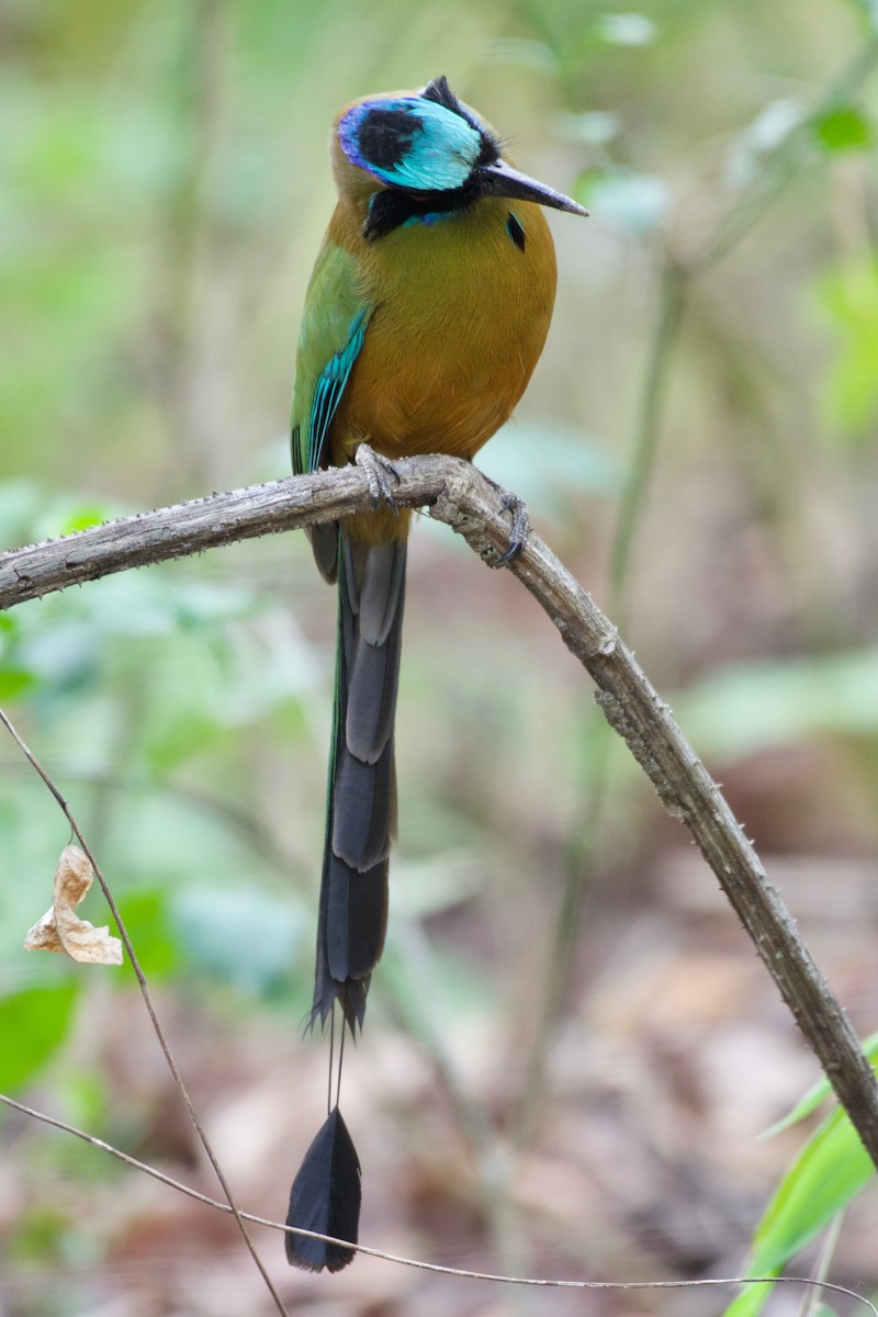 Whooping Motmot - ML152396771